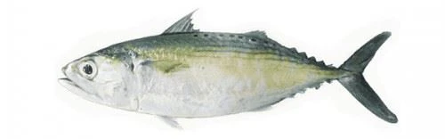 Rastrelliger Kanagurta