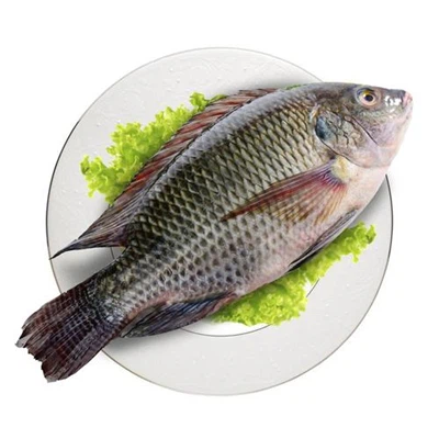 China's Tilapia Industry Faces Serious Challenges: Stagnant Exports Make It Difficult To Maintain Stable Prices, And The Tariff Deadlock Continues To Drag Down Industry Confidence