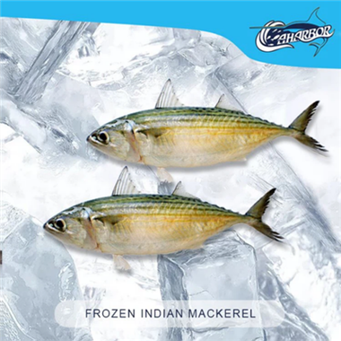 Frozen Indian Mackrel Factory